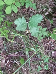 Scandosorbus intermedia