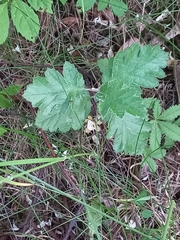 Scandosorbus intermedia