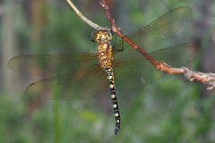 Hydrobasileus brevistylus