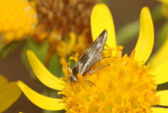 Scythris cicadella