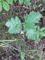 Scandosorbus intermedia
