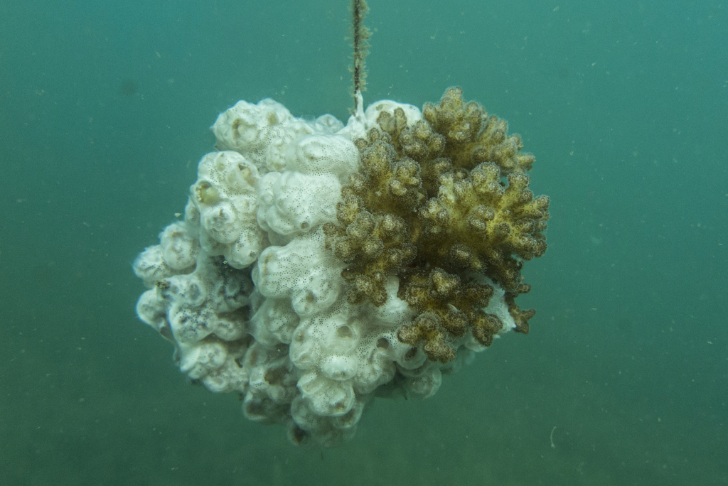 Colonial tunicate