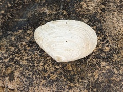 Macomona deltoidalis