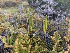 Austrolycopodium fastigiatum
