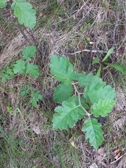 Scandosorbus intermedia