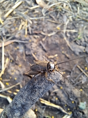 Gryllus bimaculatus