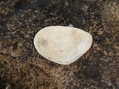 Macomona deltoidalis