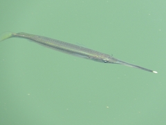 Zenarchopterus buffonis