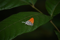 Drupadia ravindra