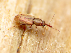 Rhinorhynchus rufulus