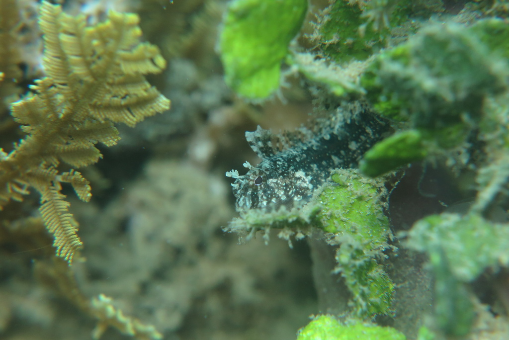 Highfinned Blenny