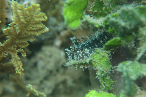 Highfinned Blenny
