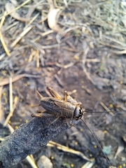 Gryllus bimaculatus