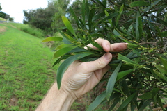 Acacia harpophylla