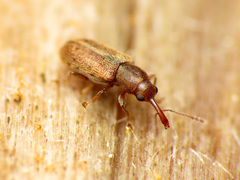 Rhinorhynchus rufulus