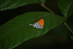 Drupadia ravindra