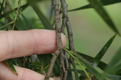 Acacia harpophylla