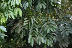 Aphanamixis polystachya