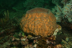 Irciniidae