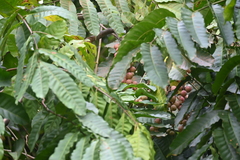 Aphanamixis polystachya