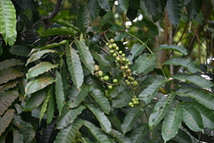 Aphanamixis polystachya