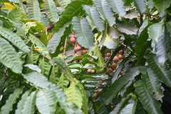 Aphanamixis polystachya