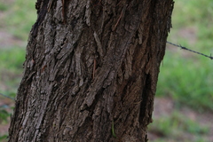 Acacia harpophylla