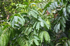 Aphanamixis polystachya