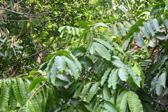 Aphanamixis polystachya