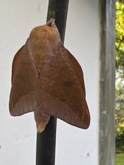 Adeloneivaia