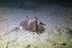 Dolabella auricularia