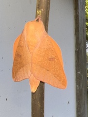 Adeloneivaia
