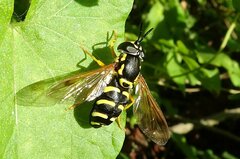 Chrysotoxum festivum