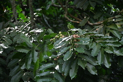 Aphanamixis polystachya