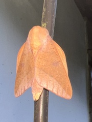 Adeloneivaia