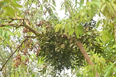 Viscum ovalifolium