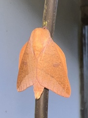Adeloneivaia