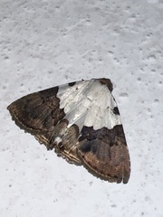 Eulepidotis vincentiata