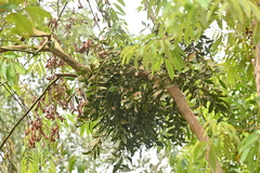 Viscum ovalifolium