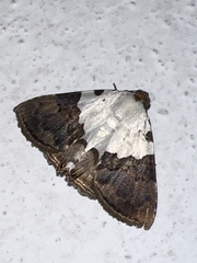 Eulepidotis vincentiata