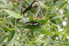 Phaedyma shepherdi