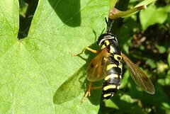 Chrysotoxum festivum