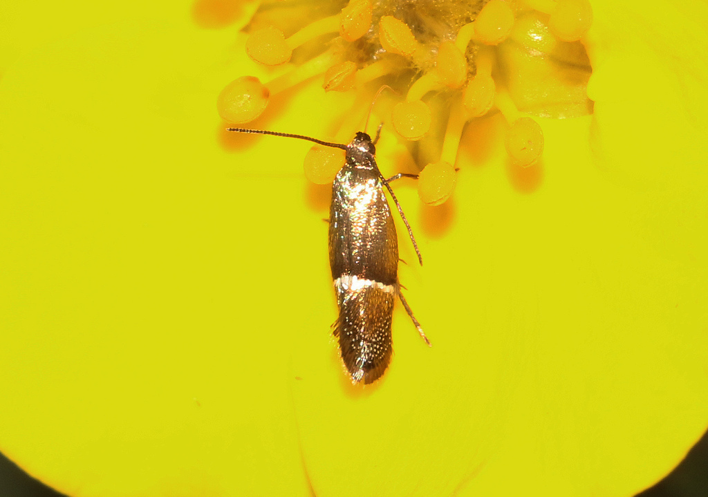 Klimeschia