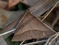 Epidesmia chilonaria