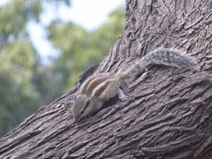 Funambulus pennantii