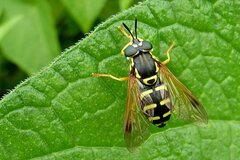 Chrysotoxum festivum