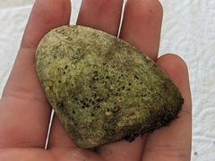 Latona deltoides