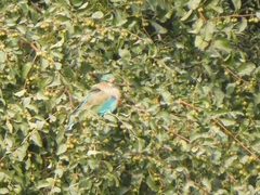 Coracias benghalensis