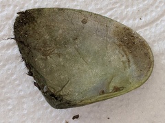 Latona deltoides