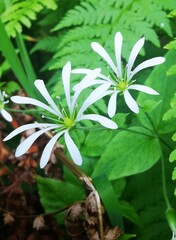 Stellaria nemorum